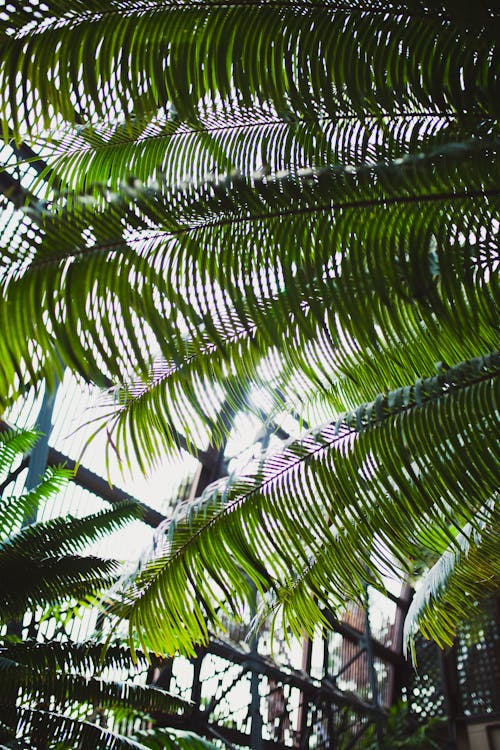 Free stock photo of green, greenhouse