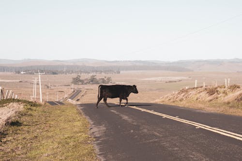 açık renkli, inek, manzara içeren Ücretsiz stok fotoğraf