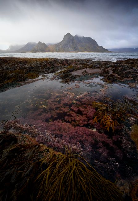 Dramatic view of Lofoten's rugged coastline with seaweed and mountains under moody skies.