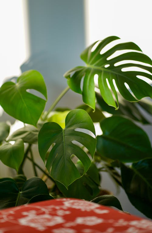 Close-up of Monstera Deliciosa Leaves 