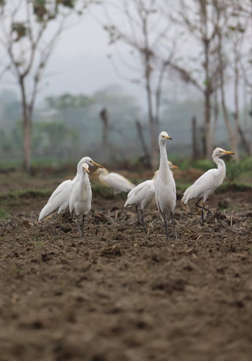 Imagine de stoc gratuită din bovine egret, fotografie de păsări, pasăre