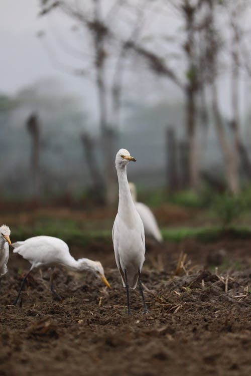 Imagine de stoc gratuită din bovine egret, faună sălbatică, fotografie cu animale sălbatice