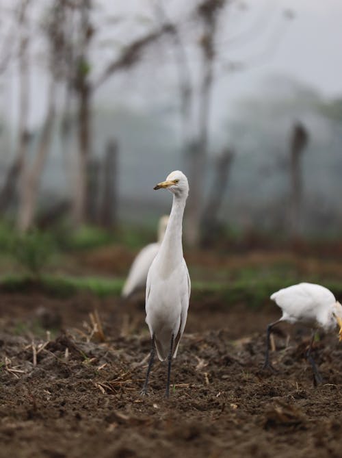 White Egret on Field