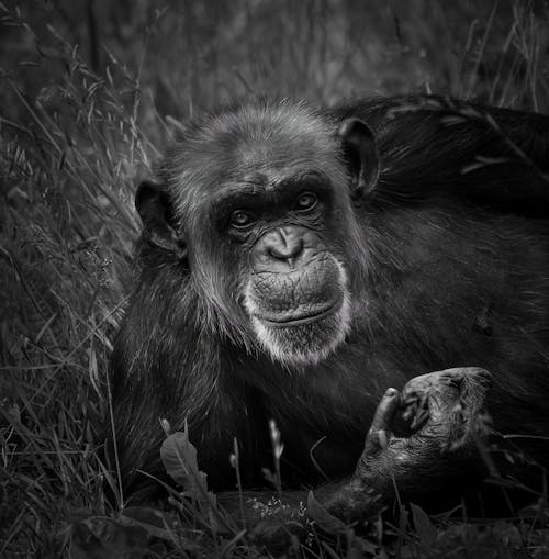 Chimpanzee Lying in the Grass
