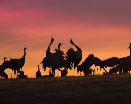 Silhouette of a flock of Eurasian cranes during a colorful sunrise, showcasing wildlife photography at dawn.