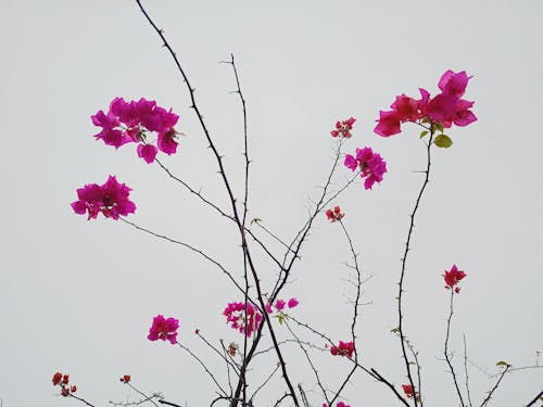 Foto stok gratis alam yang indah, bunga merah muda, cantik alami