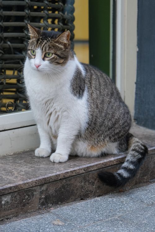 Free A fluffy gray and white cat sits comfortably on a ledge indoors. Stock Photo