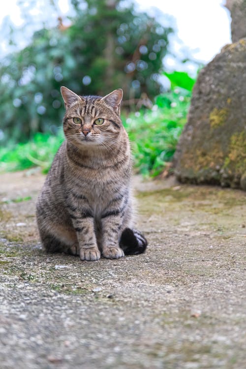 Fluffy Gray Cat Sitting on Concrete