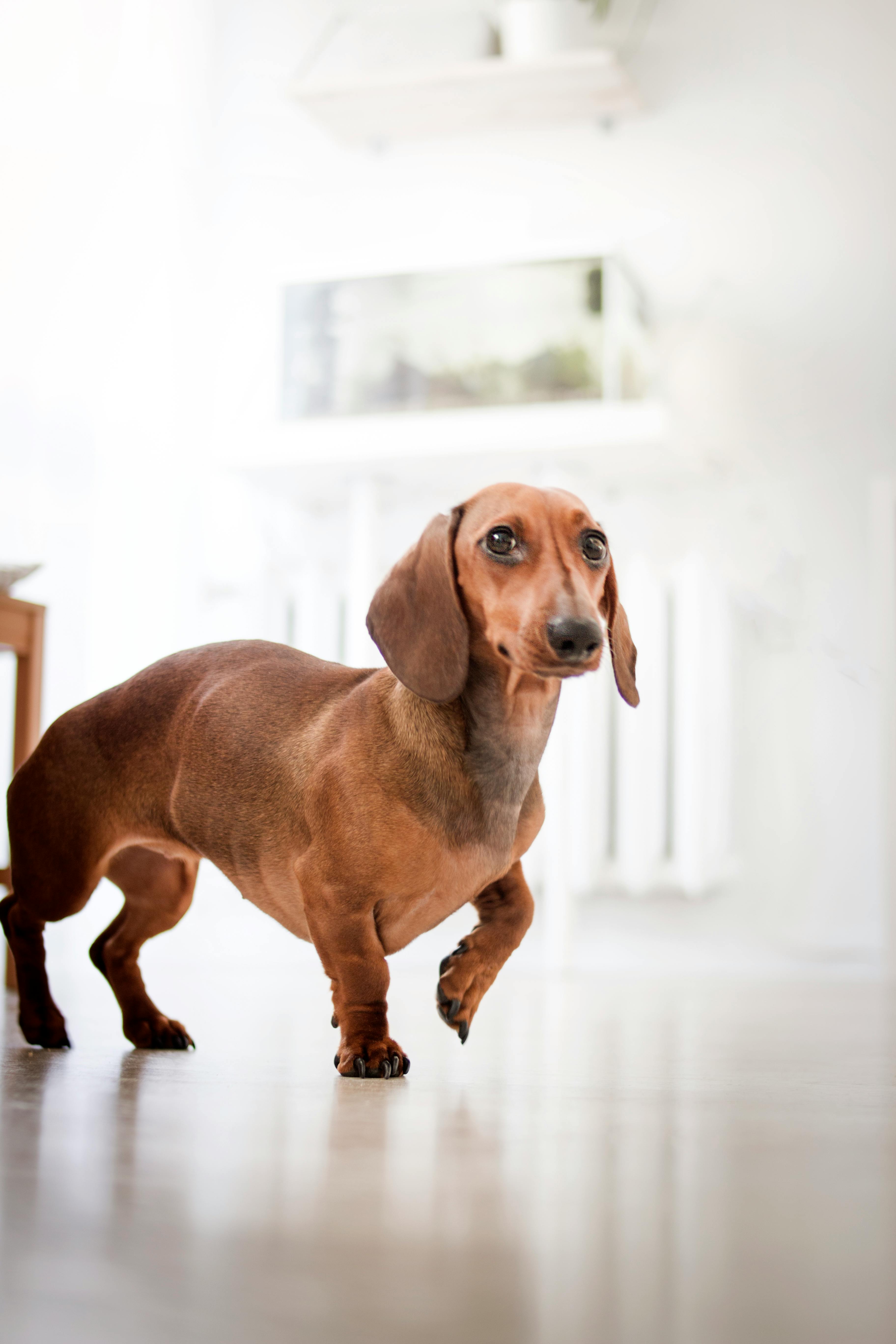 Dachshunds Deckel Royalty-Free Images, Stock Photos & Pictures