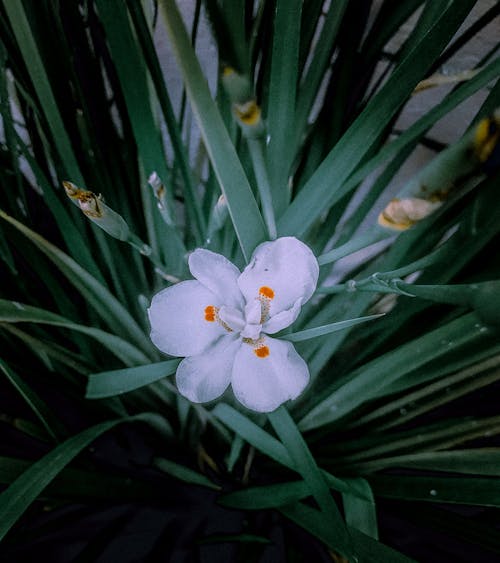bitkiler, güzel çiçekler, kapatmak içeren Ücretsiz stok fotoğraf
