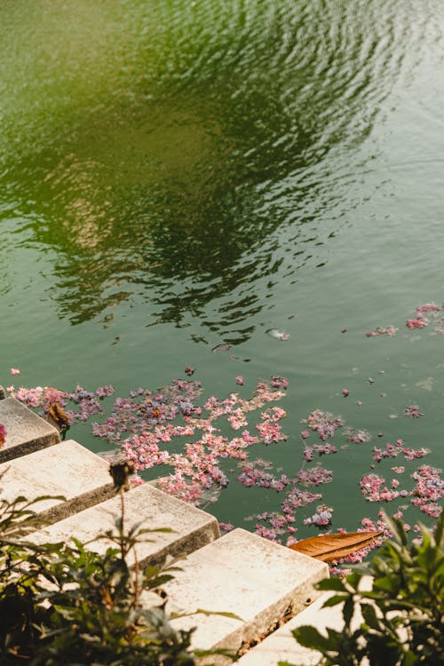 Gratis arkivbilde med blomster, flytende, innsjø