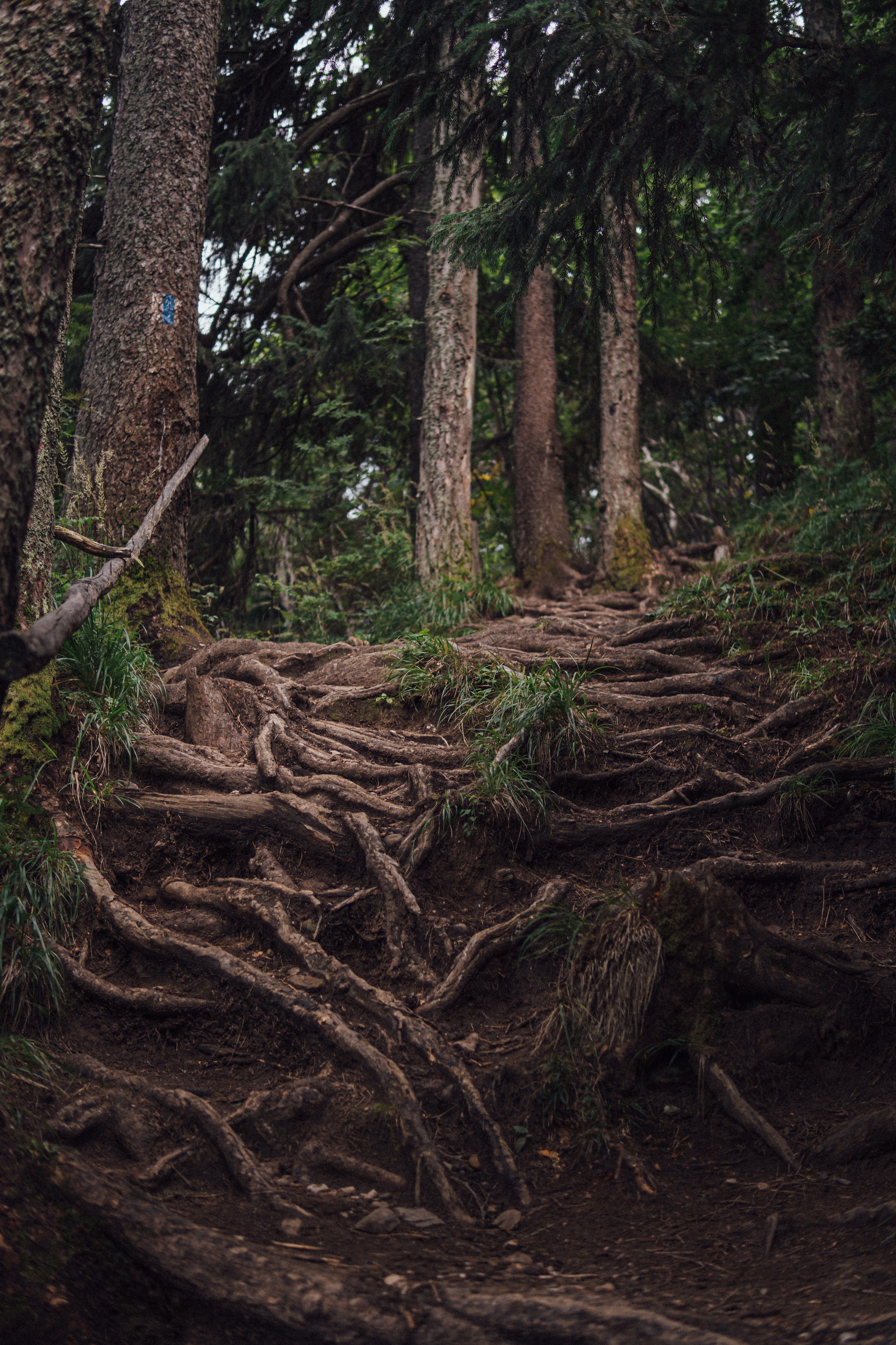 Roots of Trees in Forest · Free Stock Photo