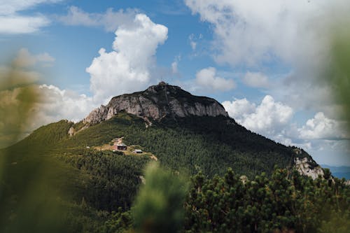 Green Forest on Hill