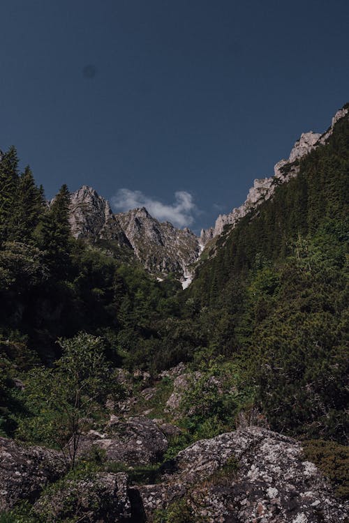 Бесплатное стоковое фото с гора, дикий, зеленый
