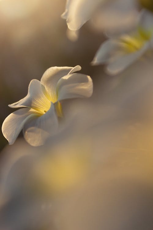 꽃잎, 섬세한, 셀렉티브 포커스의 무료 스톡 사진
