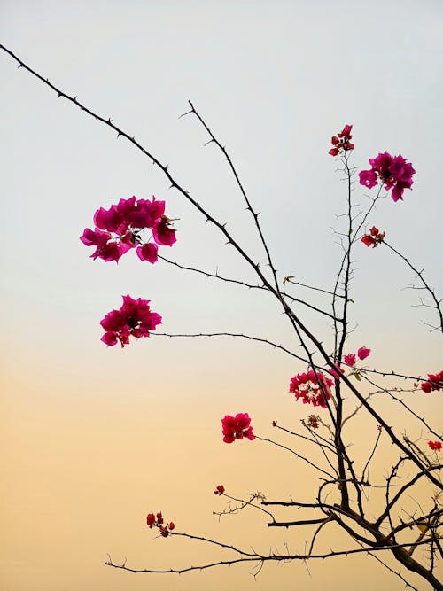 Foto stok gratis berduri, bunga merah muda, bunga-bunga indah