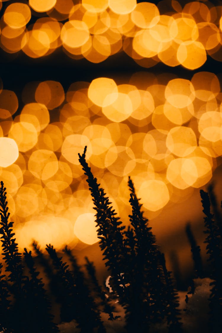 Winter Decoration With Lights In Bokeh