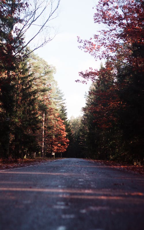 A Road in Autumn