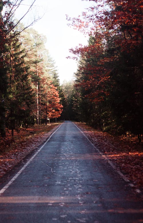 Asphalt Footpath in an Autumn Park