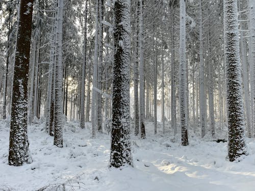 コールド, 冬, 木の幹の無料の写真素材