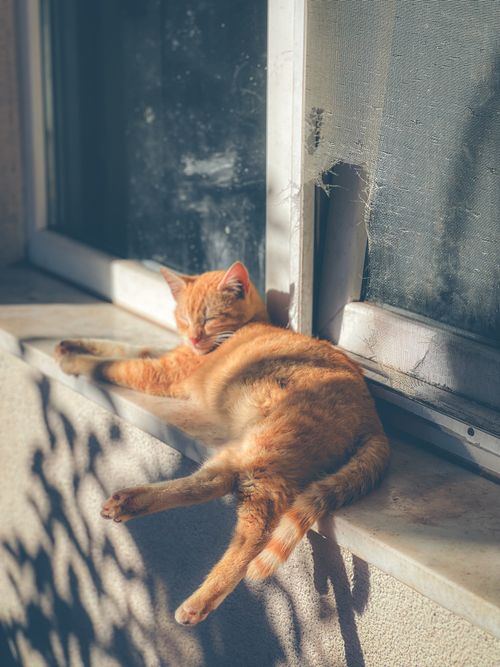 Free A ginger cat peacefully sleeping on a sunlit windowsill, enjoying the warmth and light. Stock Photo