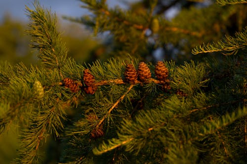 Foto d'estoc gratuïta de acícules, arbre, branques