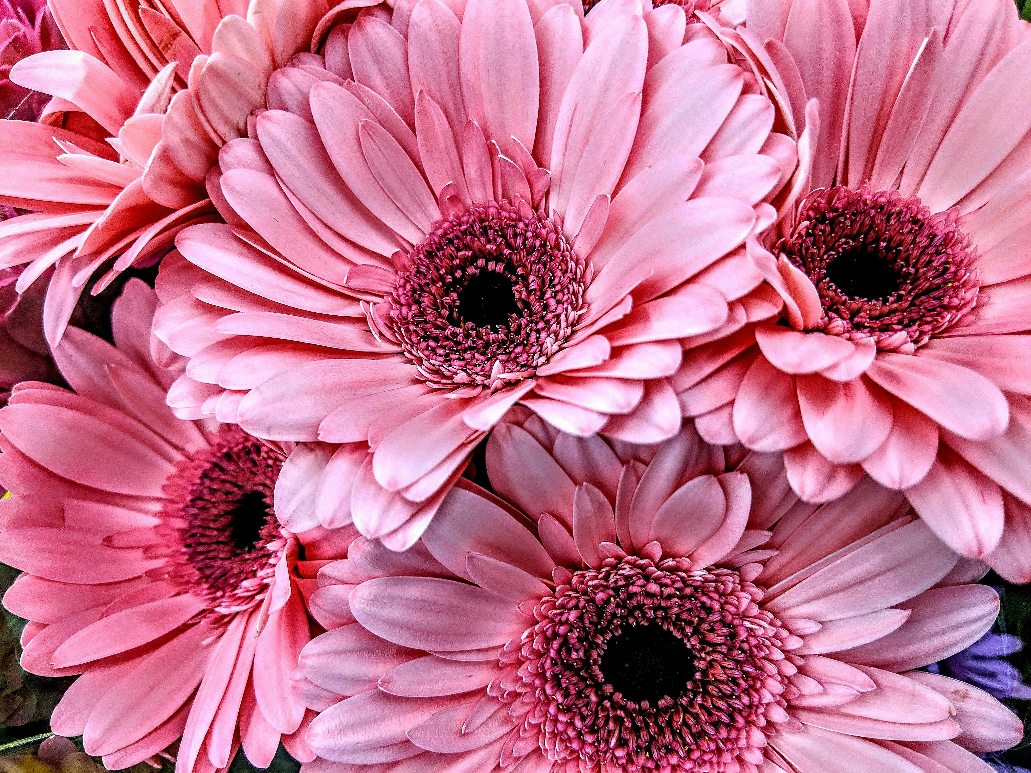 Free stock photo of pink bouquet, pink daisies, pink flowers
