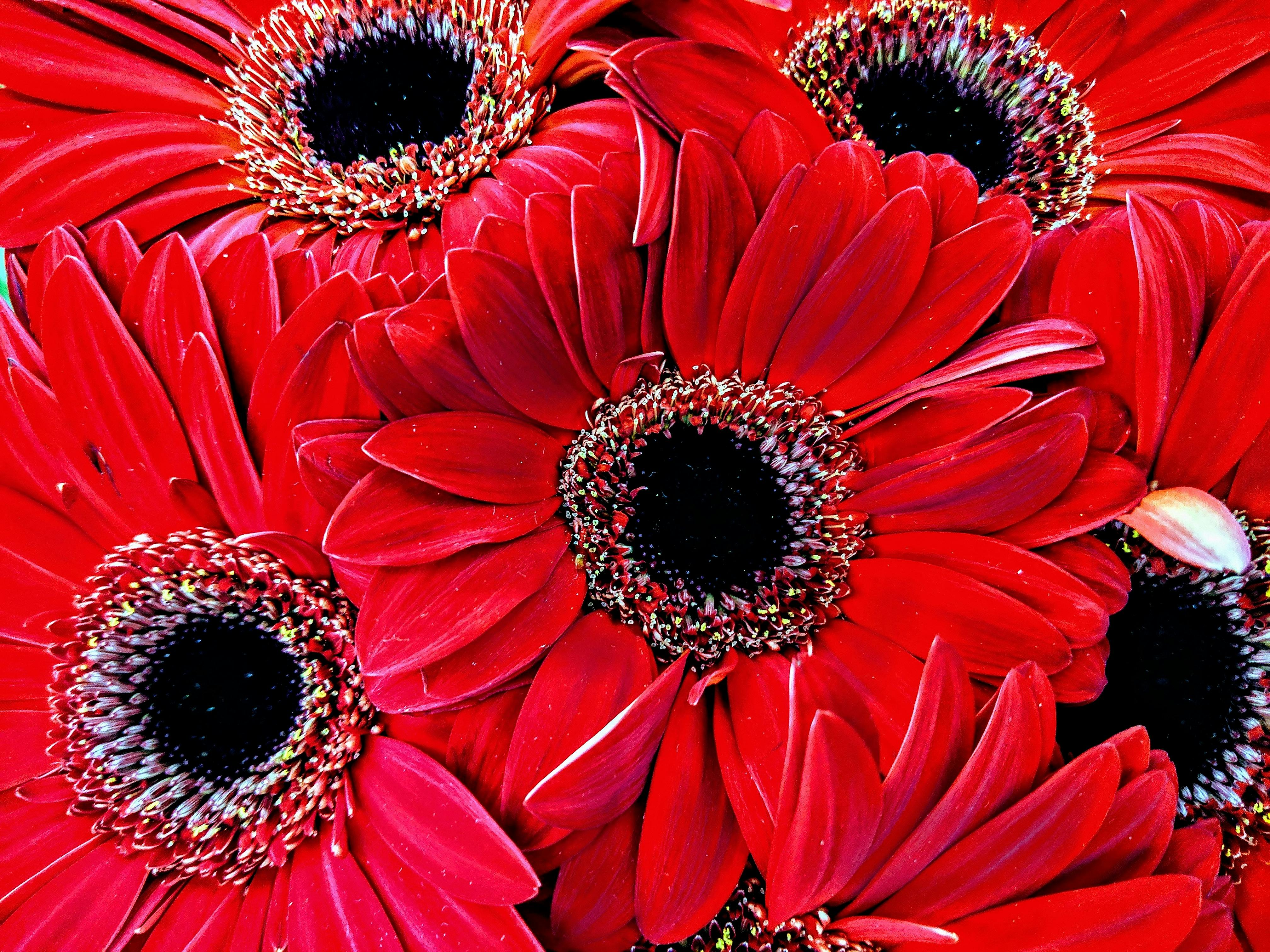 Free stock photo of red bouquet, red daisies, red flowers