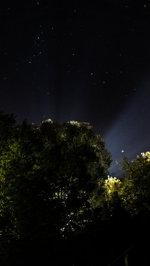 คลังภาพถ่ายฟรี ของ กลางคืน, ดวงดาว, ต้นไม้