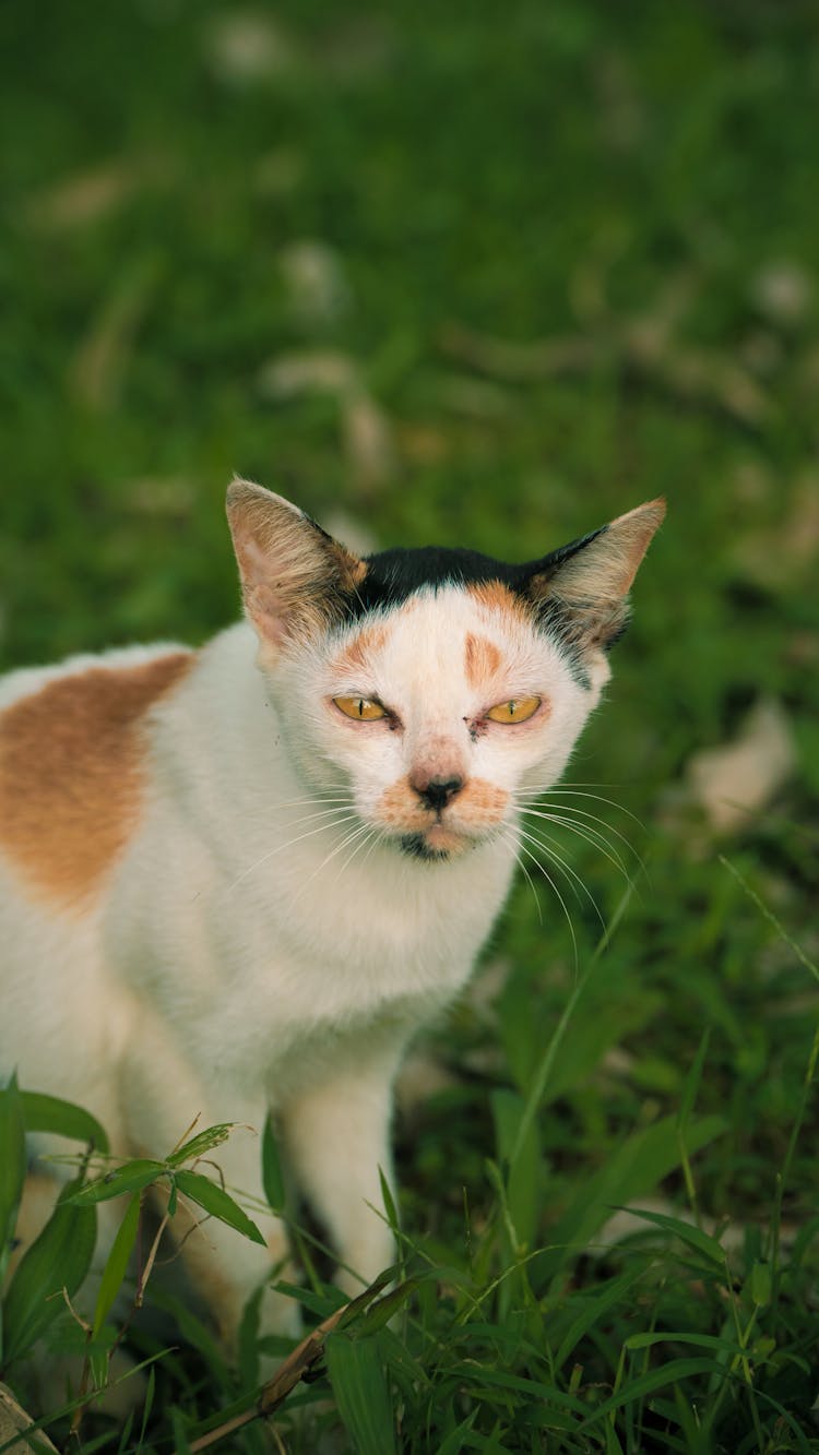 Funny Cat On Grass