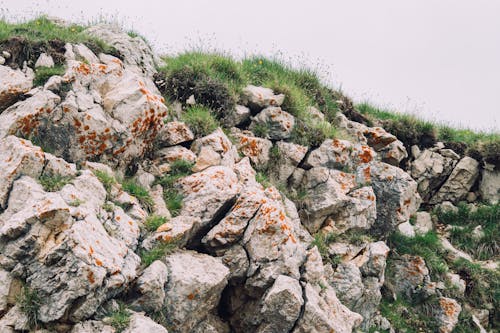 Lichen on Rocks