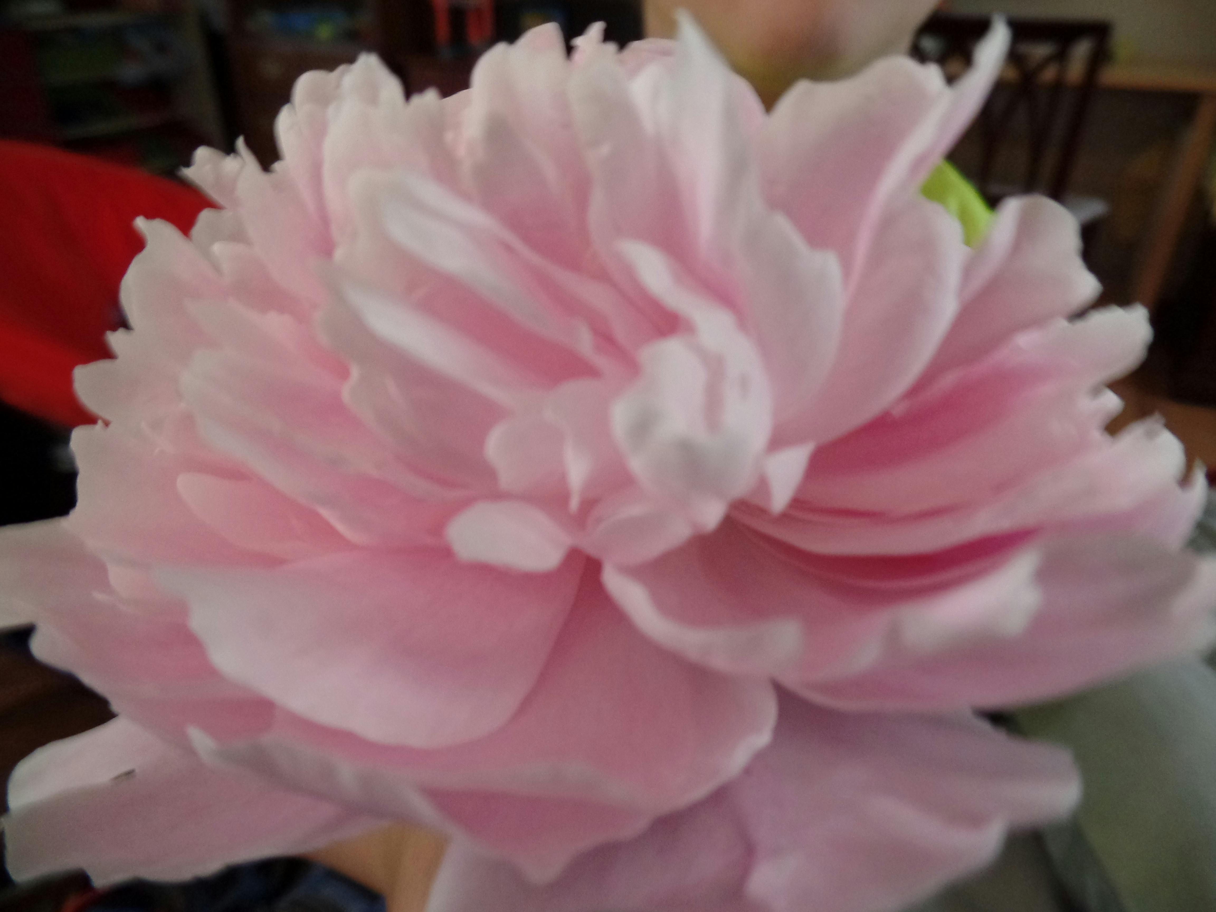 20 Gambar Hd Bunga Peony  Gambar Bunga HD