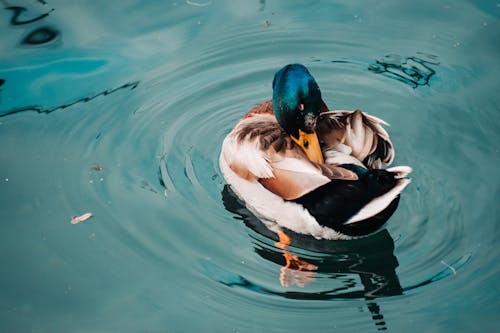 Mallard Duck in Lake