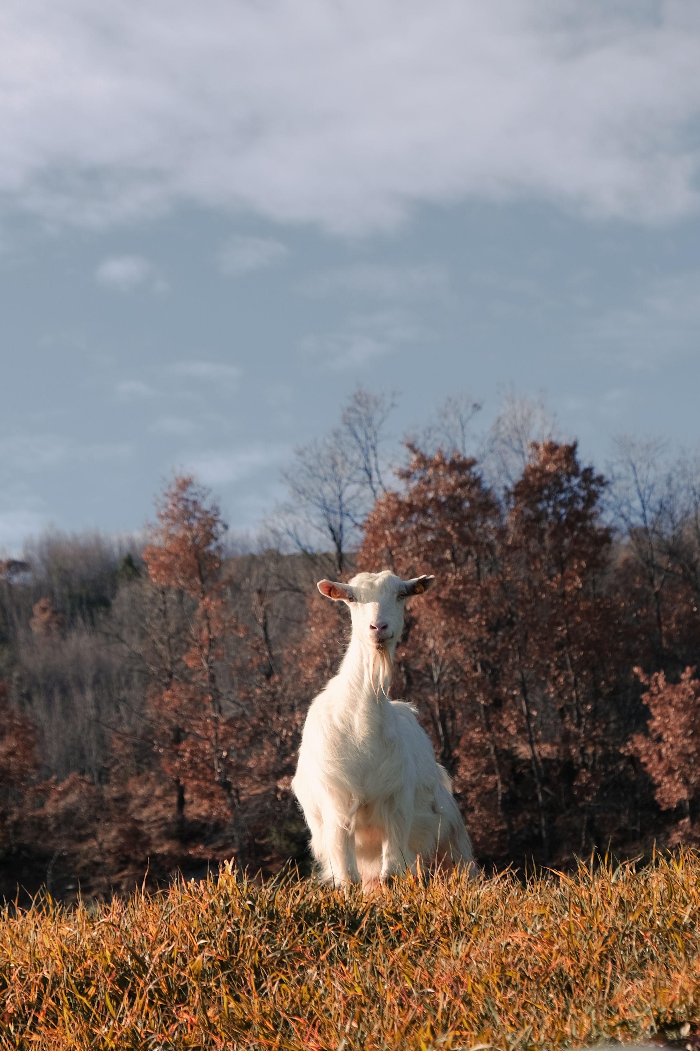A Goat in a Field in Autumn · Free Stock Photo