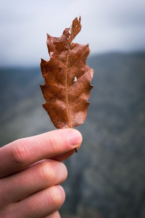 A Person Holding a Leaf