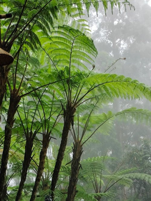 Giant Fern in a Misty Forest 