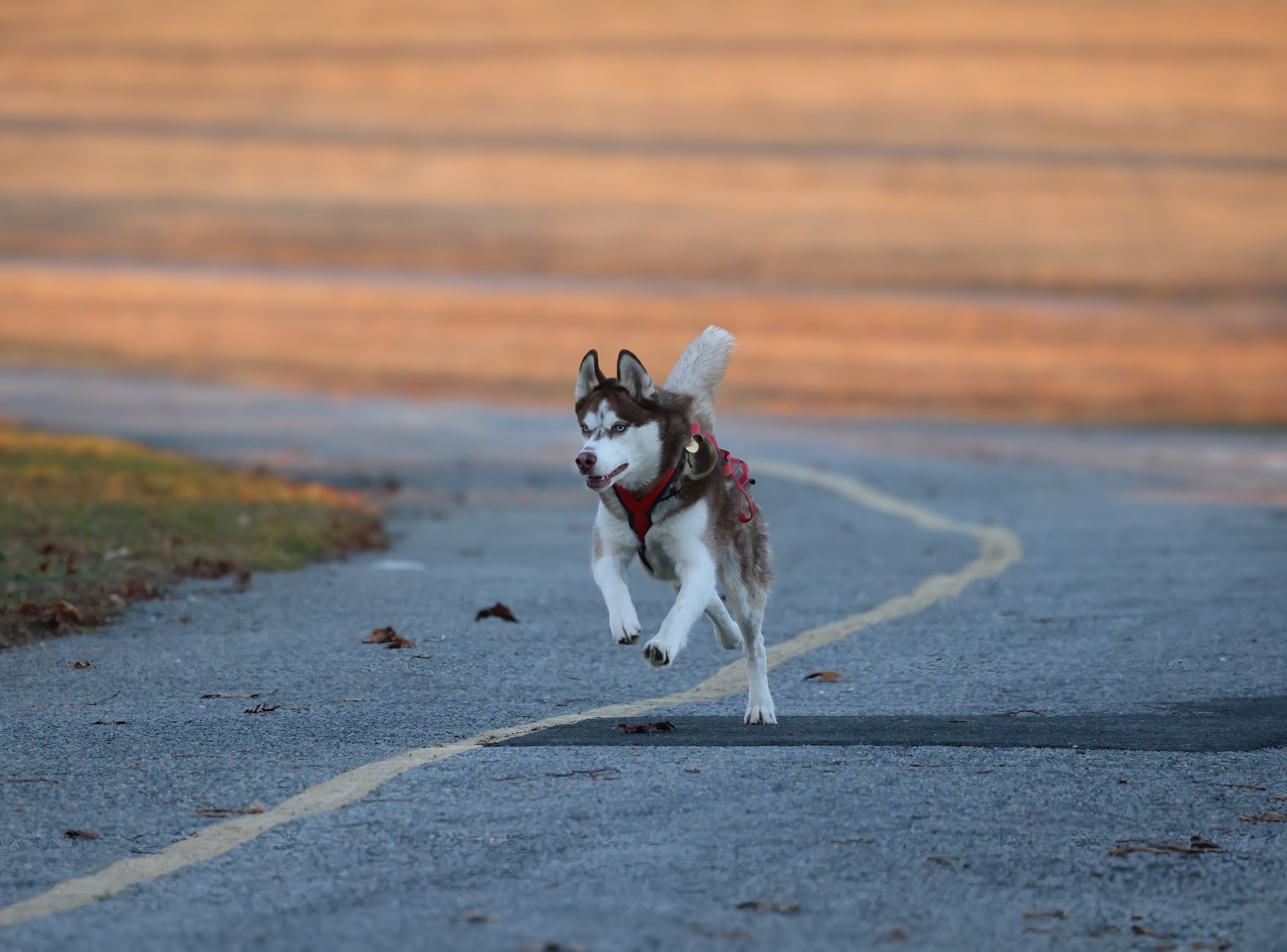 Exercise Demands: Running vs. Working