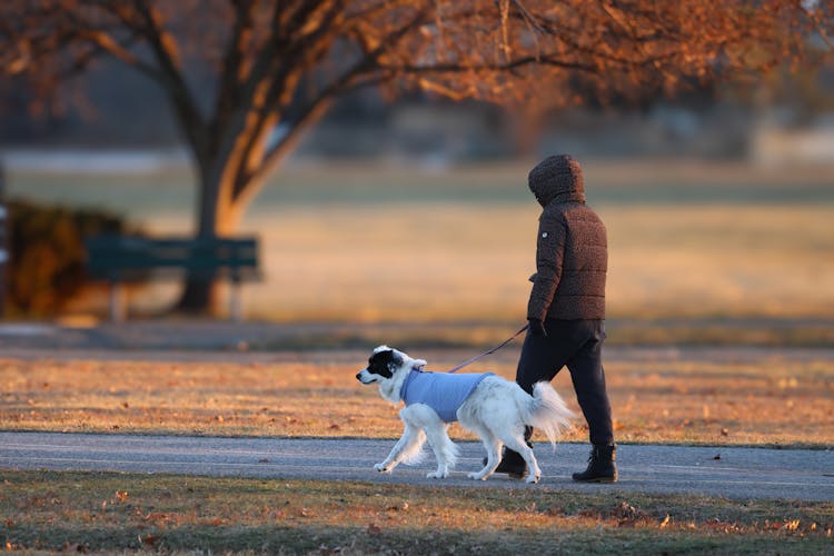 Man In Jacket Walking Dog At Park