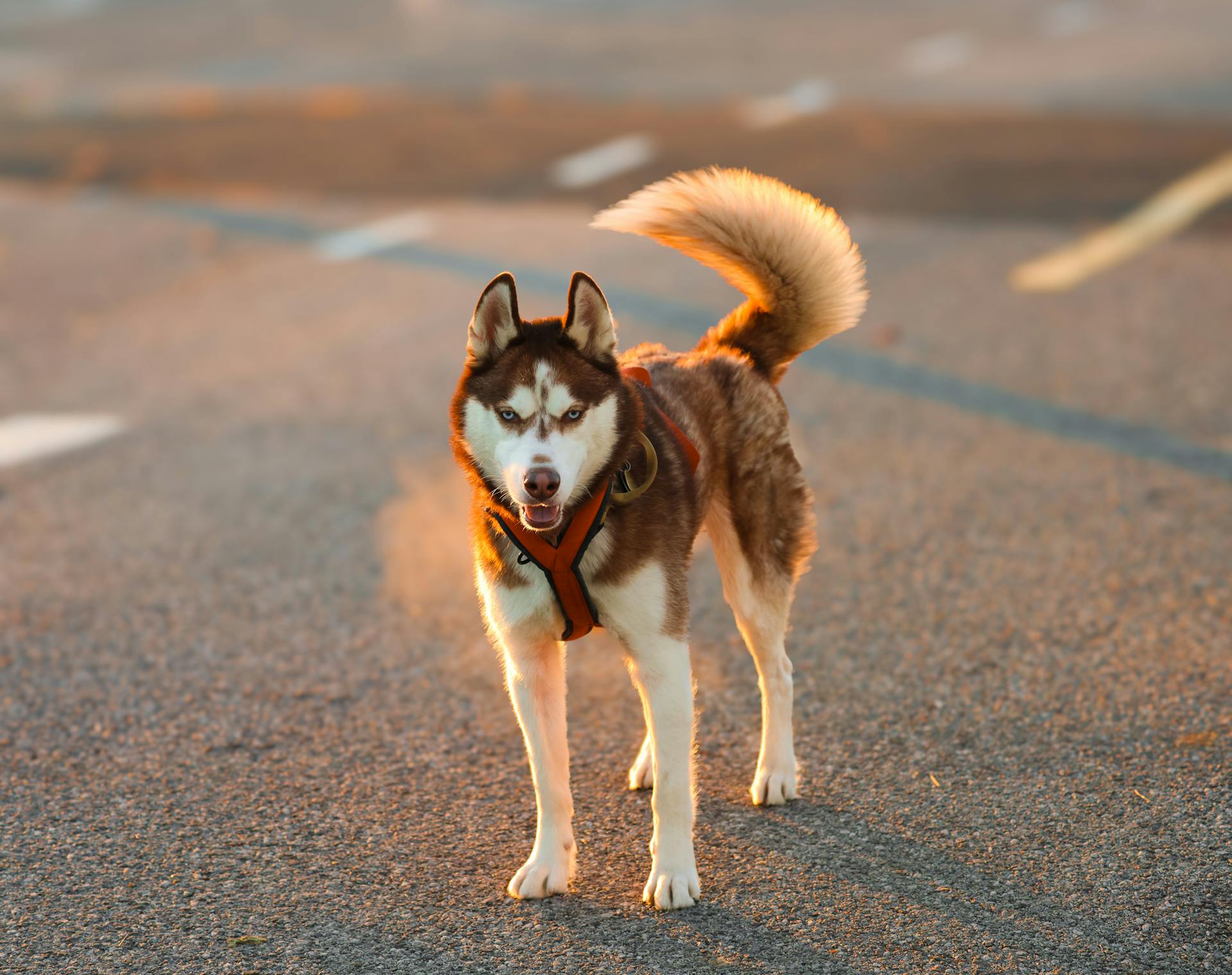 Husky Dog on Road