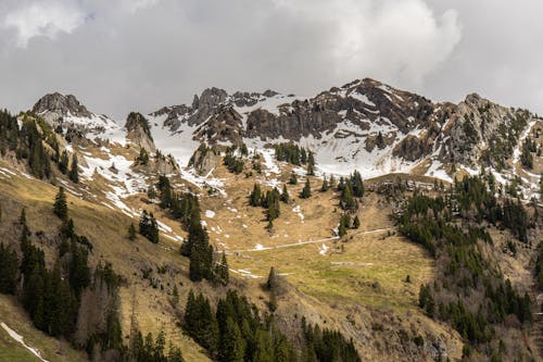 Landscape of Rocky Mountains with Coniferous Trees and Snow on the Top 
