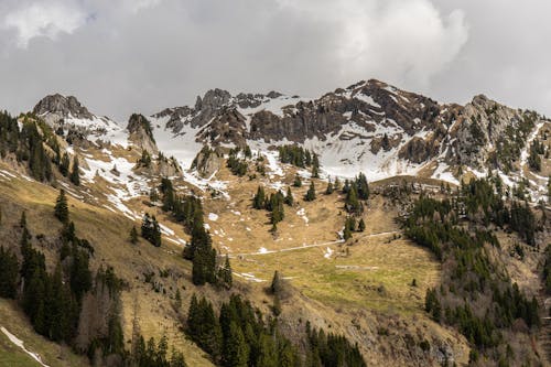 Free Landscape of Rocky Mountains with Coniferous Trees and Snow on the Top  Stock Photo