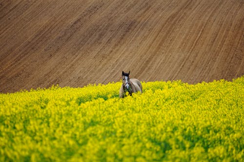Horse on Meadow