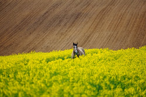 Fotobanka s bezplatnými fotkami na tému dedinský, hracie pole, kôň