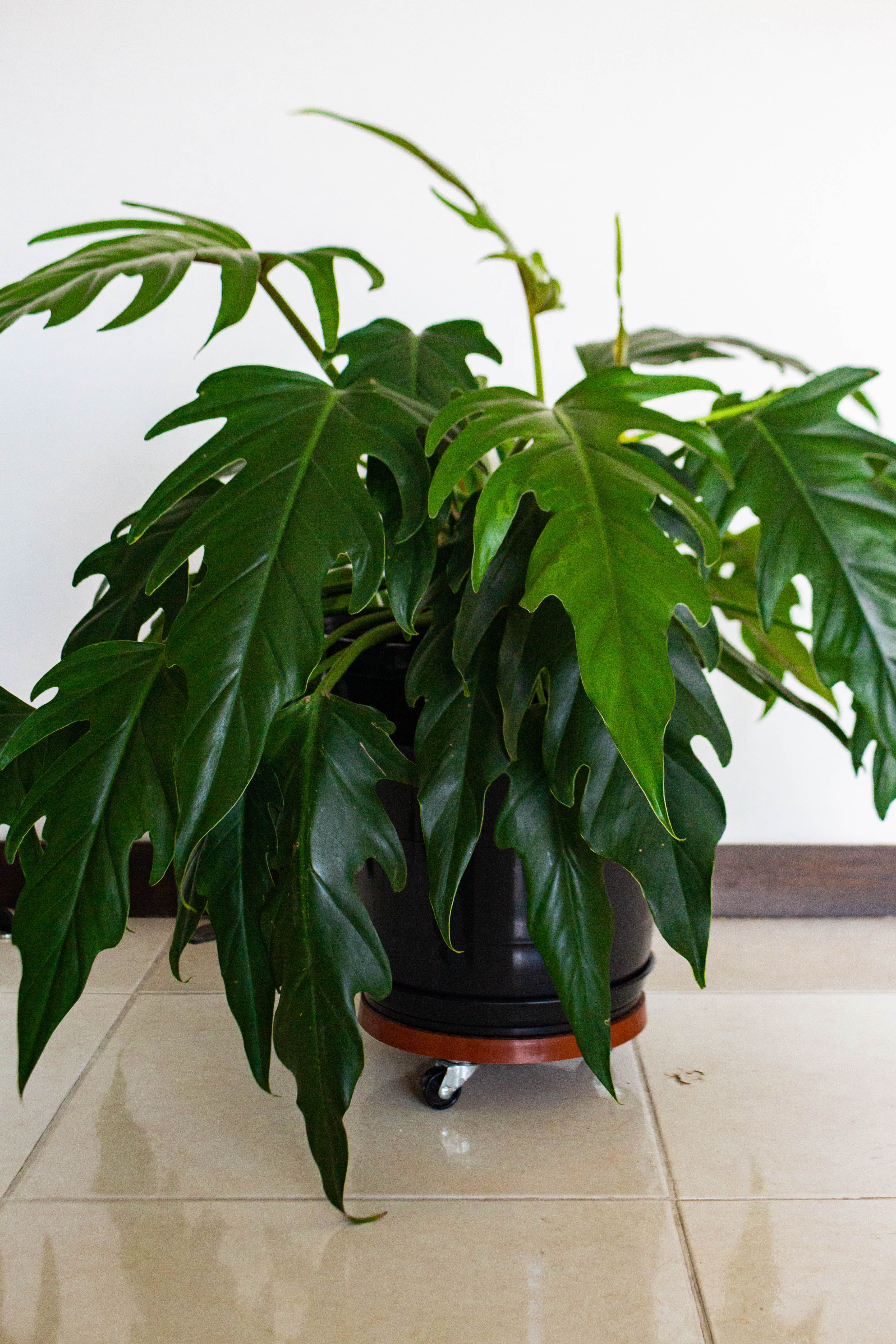 Lush green philodendron in a pot on a polished tile floor against a white wall.