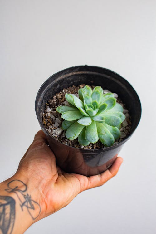 Person Holding a Pot with Green Succulent Plant