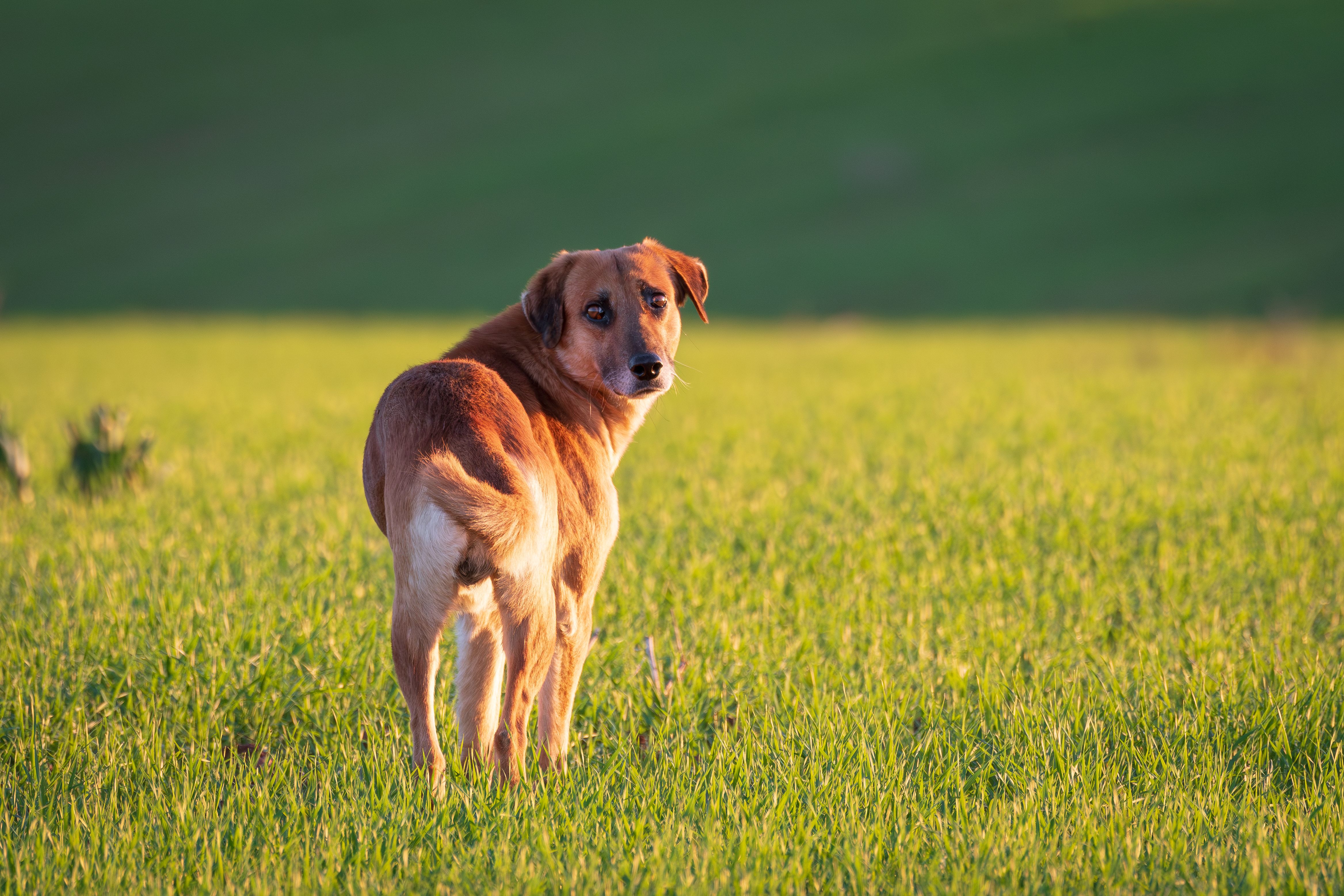 Brown Dog Standing on a Meadow · Free Stock Photo