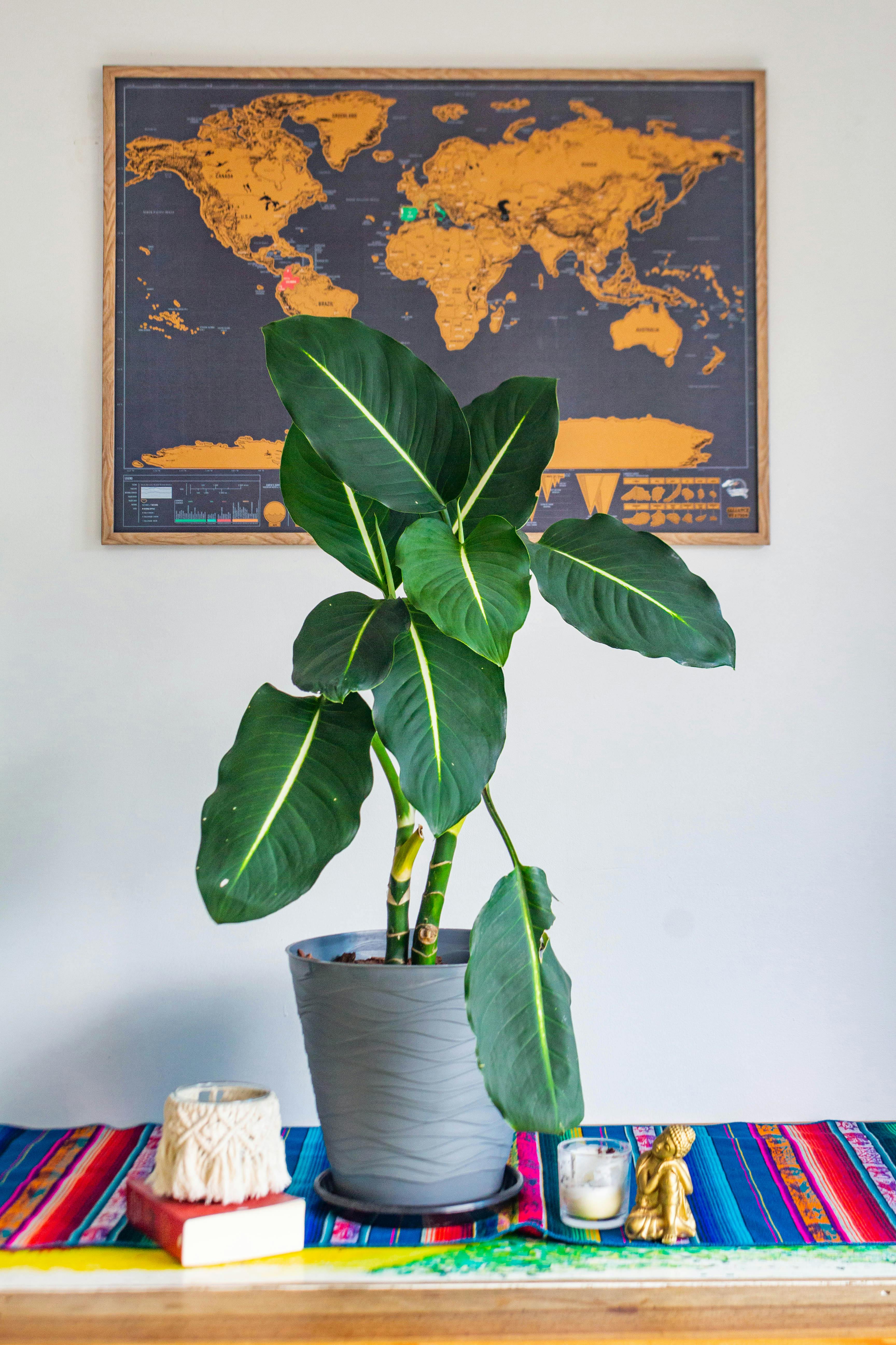 Dieffenbachia oerstedii · Free Stock Photo