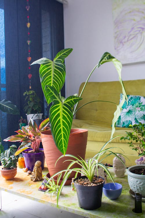 Základová fotografie zdarma na téma dekorativní rostliny, design interiéru, domácí rostliny