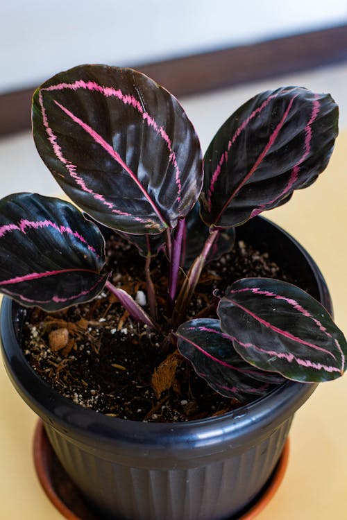 Základová fotografie zdarma na téma calathea, dekorativní rostliny, domácí rostliny