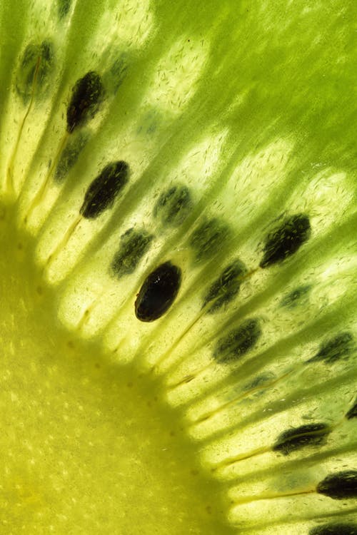 Fotos de stock gratuitas de Fruta, kiwi, naturaleza